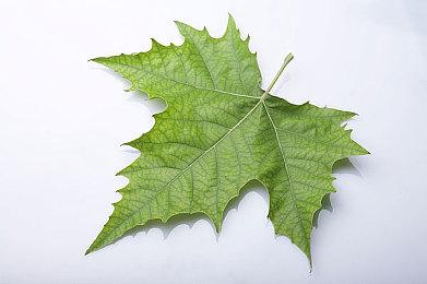 赛车游戏《F1 23》Steam页面上线 发售日期待定